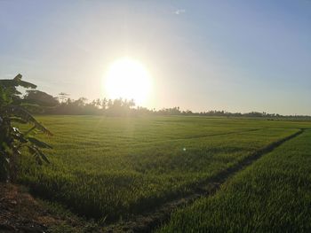 Scenic view of agricultural field against bright sun