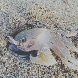 Close-up of fish on beach