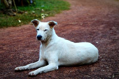 Portrait of a relaxed dog