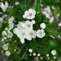 Close-up of white flowering plant