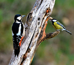Close-up of bird perching on wood