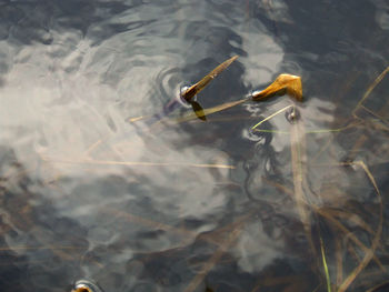 High angle view of plants growing in river