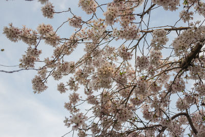 Low angle view of tree against sky