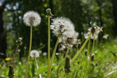 Close-up of dandelion flower on field
