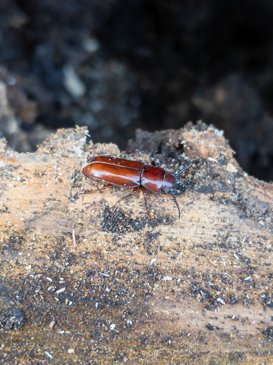 CLOSE-UP OF CATERPILLAR ON ROCK