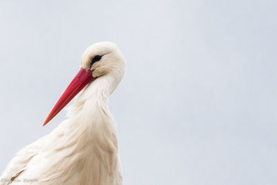 Close-up of a bird against clear sky