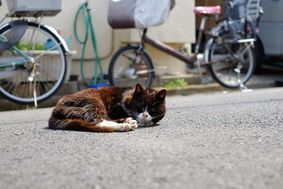 View of a cat with bicycle on the road