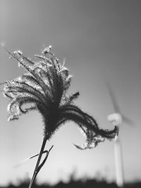 Low angle view of plant against sky