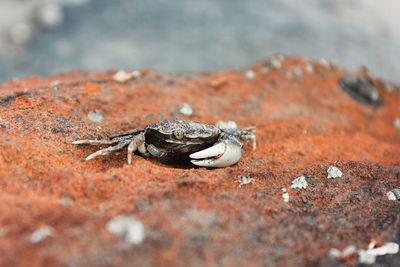 Close-up of small crab on rock