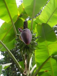 Close-up of snail on plant