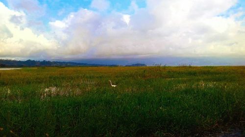 Scenic view of field against sky