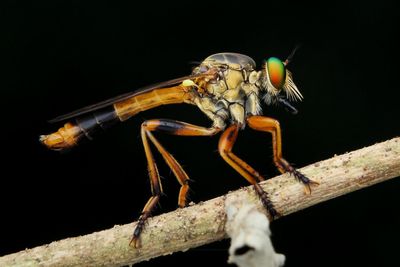 Close-up of dragonfly