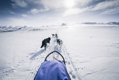 Sled dogs on snow covered landscape