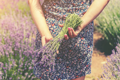 Midsection of woman holding lavender in field