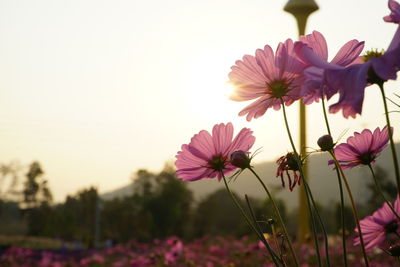 Close-up of pink cosmos flower on field against clear sky