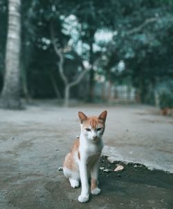 White orange cat posing in front of a tree in the afternoon