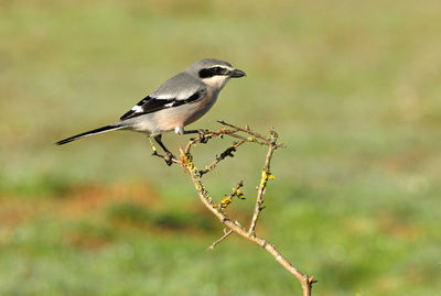 Close-up of bird perching on branch