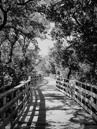 Footpath amidst trees