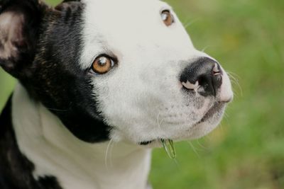 Close-up of dog