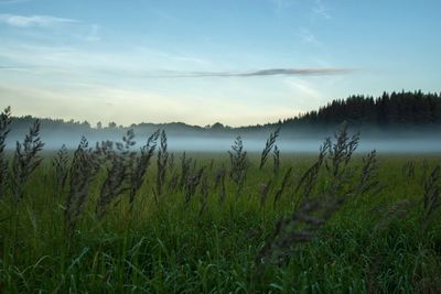 Scenic view of field against sky