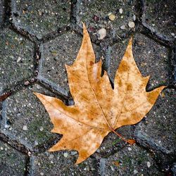 Close-up of maple leaves