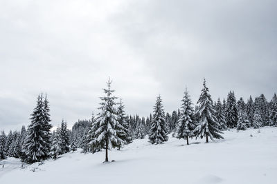 Snow covered pine trees against sky