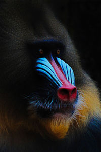 Close-up of blue eye