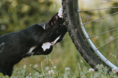 Close-up of a cat