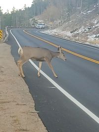 View of dog on road