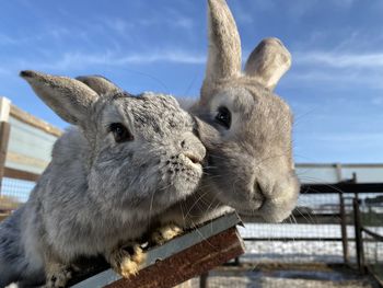 Close-up of rabbit