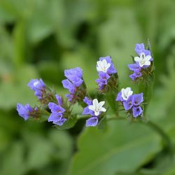 Close-up of purple flowers