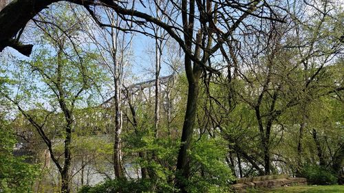 View of trees in forest