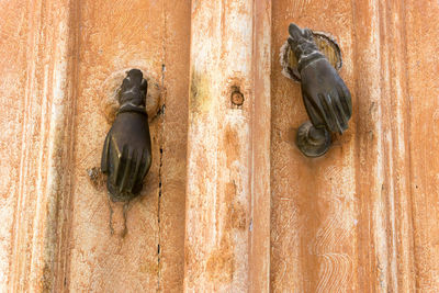 View of cat on wooden door