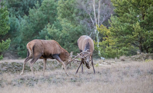 Two red deer are fighting on a glade in the forest