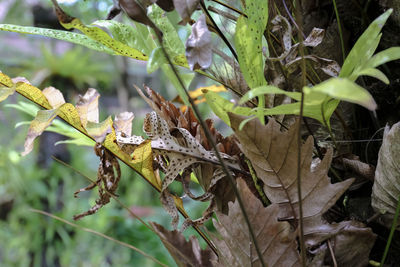 Close-up of plants