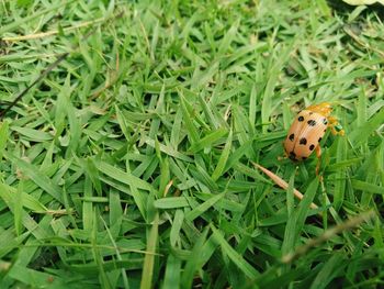 High angle view of ladybug on grass