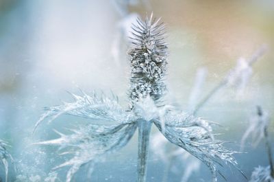 Close-up of frozen plants