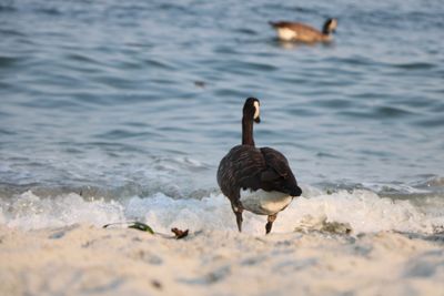 Bird on beach