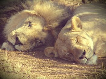 Close-up of dog sleeping on field