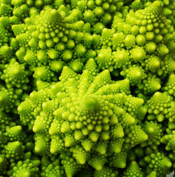 Full frame shot of romanesco broccoli