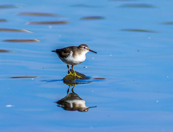 Close-up of bird in lake