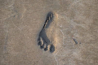 High angle view of crab on sand