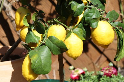 Close-up of fruits on tree