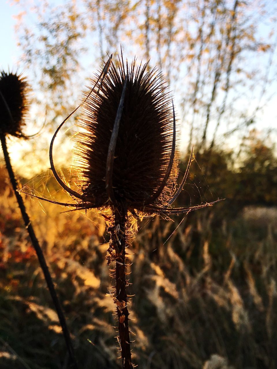 close-up, focus on foreground, nature, sky, dry, growth, fragility, outdoors, field, selective focus, no people, beauty in nature, tranquility, plant, day, dandelion, sunlight, stem, pine cone, spiked