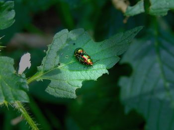 Cetonia aurata rosenkäfer making love