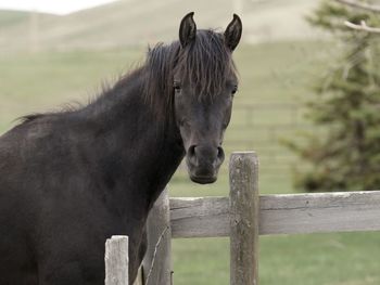 horse