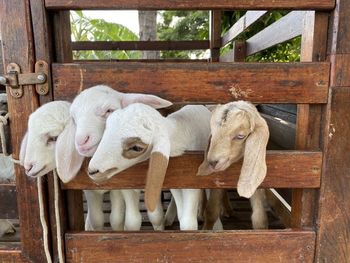 View of goats in pen