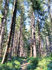 Low angle view of trees