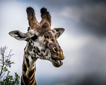 Close-up of giraffe