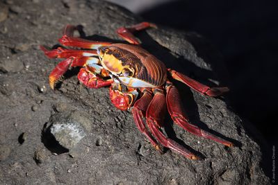 Close-up of insect on rock